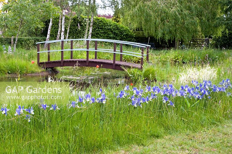 Monet-Brücke mit Iris 'Hildegarde' in Gras eingebürgert - Wickets, NGS Essex