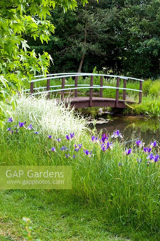Monet-Brücke mit Iris 'Gypsy Beauty' in Gras eingebürgert - Wickets, NGS Essex