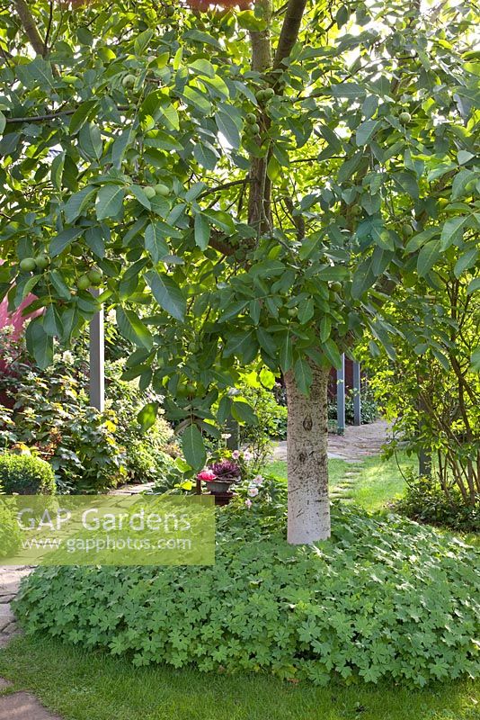 Mit Geranium macrorrhizum unterpflanzter Walnussbaum - Marx-Garten