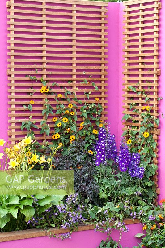 Hampton Court Blumenschau. Garten für Astellas Pharma, entworfen von Jill MW Foxley, leuchtend rosa Wände und Zäune