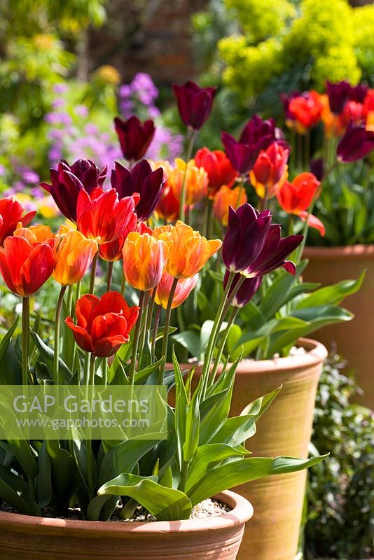 Tulipa 'Havran', 'Prinses Irene' und 'Coleur Cardinal' wachsen in Töpfen im Oastgarten von Perch Hill