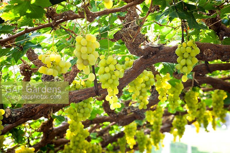 Vitis vinifera 'Muscat of Alexandria' - Trauben wachsen im Gewächshaus von Chatsworth
