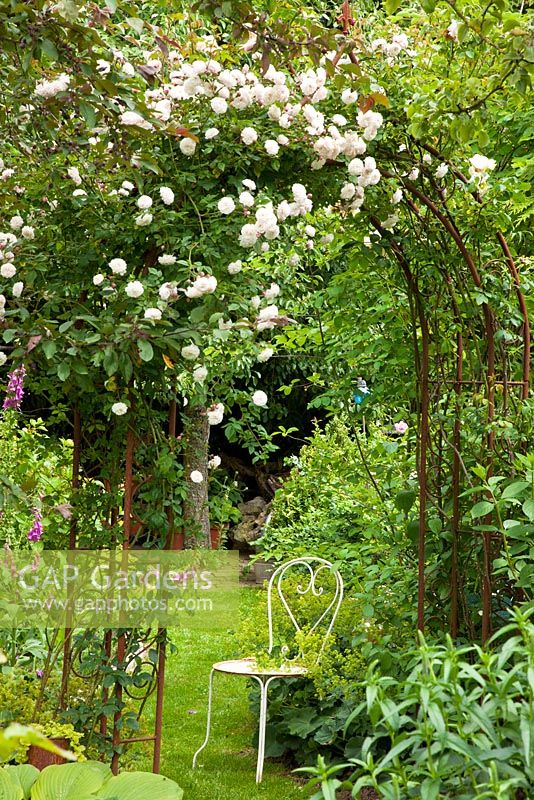 Weißer Gartenstuhl im Bistrostil unter Rosenbogen mit Alchemilla mollis und Digitalis purpurea