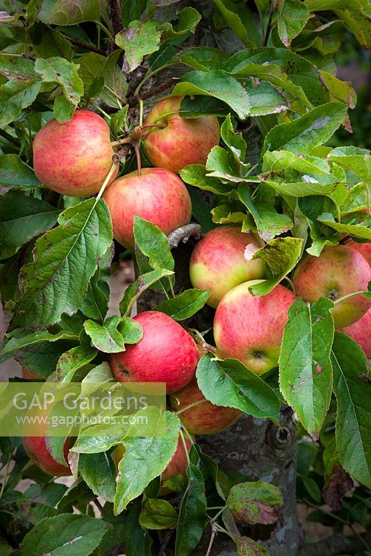 Äpfel wachsen im Walled Garden, Highgrove Garden, September 2009.