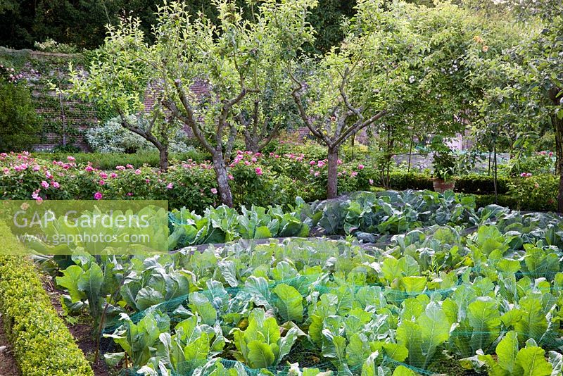 Der ummauerte Garten mit Gemüse, Blumen und Bäumen, Highgrove Garden, Juni 2008.