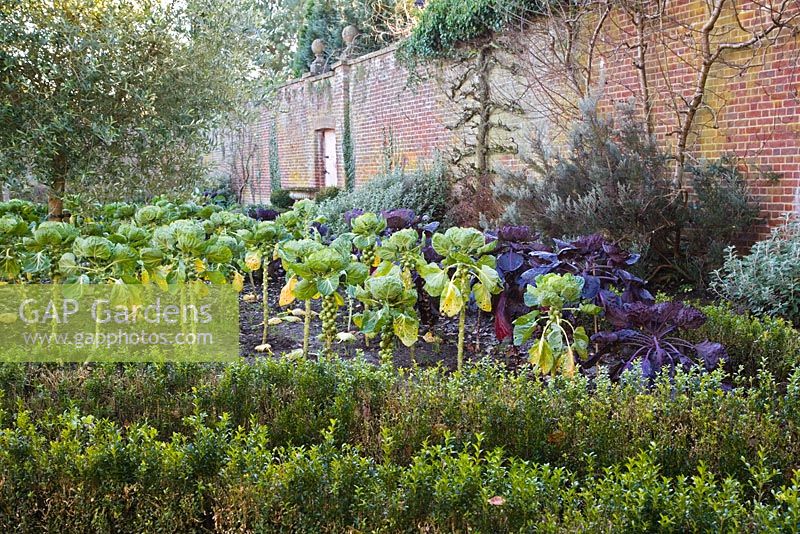 Sprossen wachsen im Walled Garden, Highgrove Garden, Dezember 2012. Das Gemüse in diesem Garten ist vollständig biologisch.