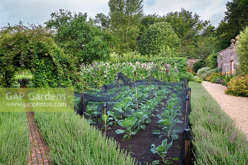 Gemüse und Erbsen wachsen im Walled Garden, Highgrove August 2012.