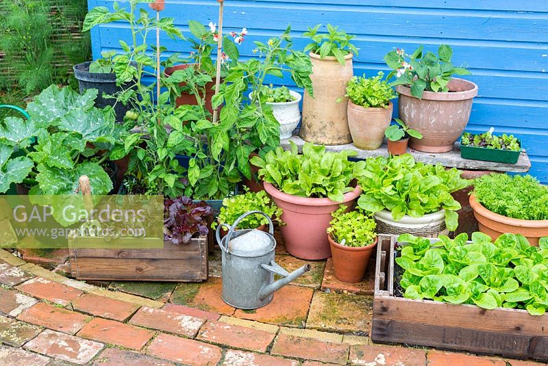 Kleiner Garten mit Sammlung von Gemüse und Salat aus Topf