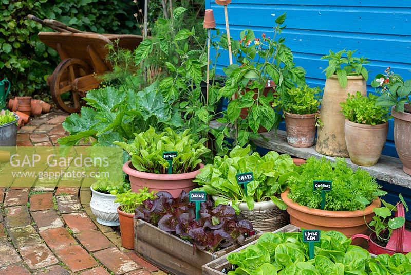 Kleiner Gartenhof mit Topfgemüse und Salat