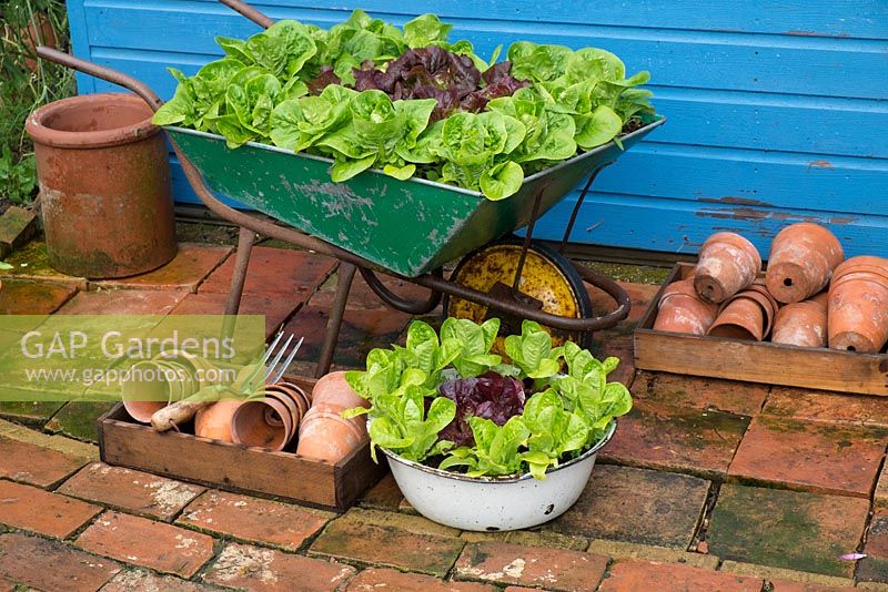 Kleine Gartenecke mit Topfpflanzung der Salatsorten 'Little Gem Pearl' und 'Dazzle ''