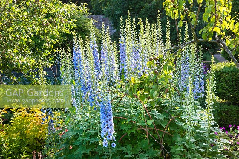 Rittersporn im Walled Garden, Highgrove, Juli 2013.