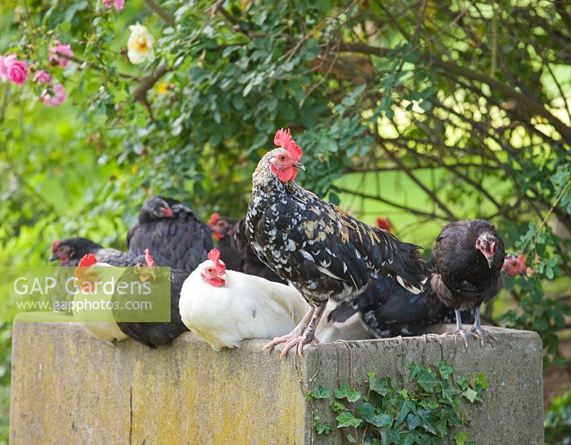 Hühner entspannen im Rosengarten. Les Jardins de Roquelin, Loiretal, Frankreich