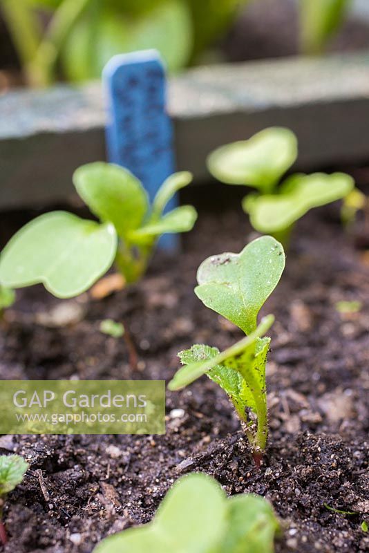Quadratfuß Gartenarbeit. Radieschen pflanzen 'Scarlet Globe '. Wachstumsentwicklung