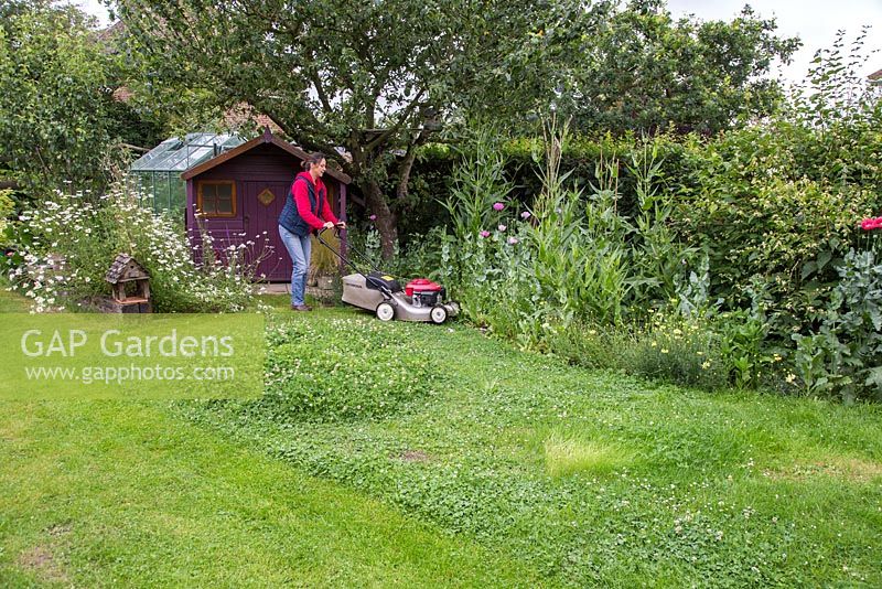 Erstellen eines Kleehügels - Frau, die den Rasen in ihrem Garten hinter dem Haus mäht.