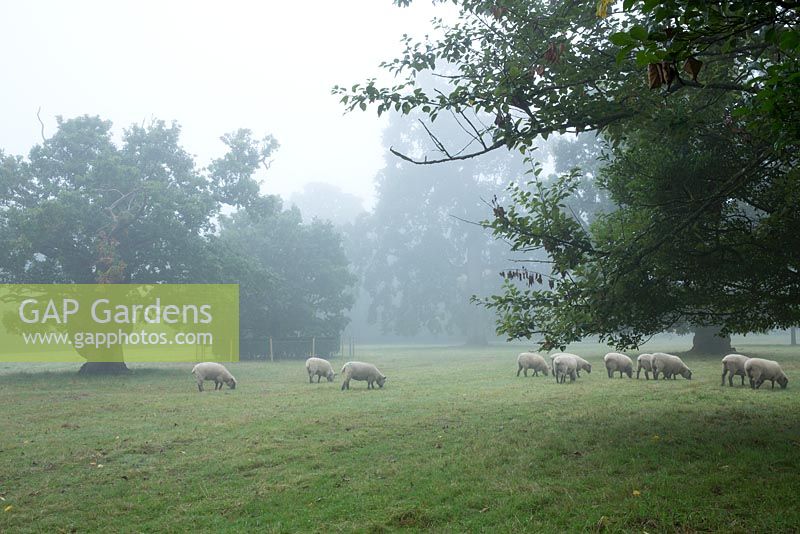 Schafe grasen auf der Wiese um Highgrove. Einige der Bäume um Highgrove stammen aus dem Jahr 1680. September 2013.