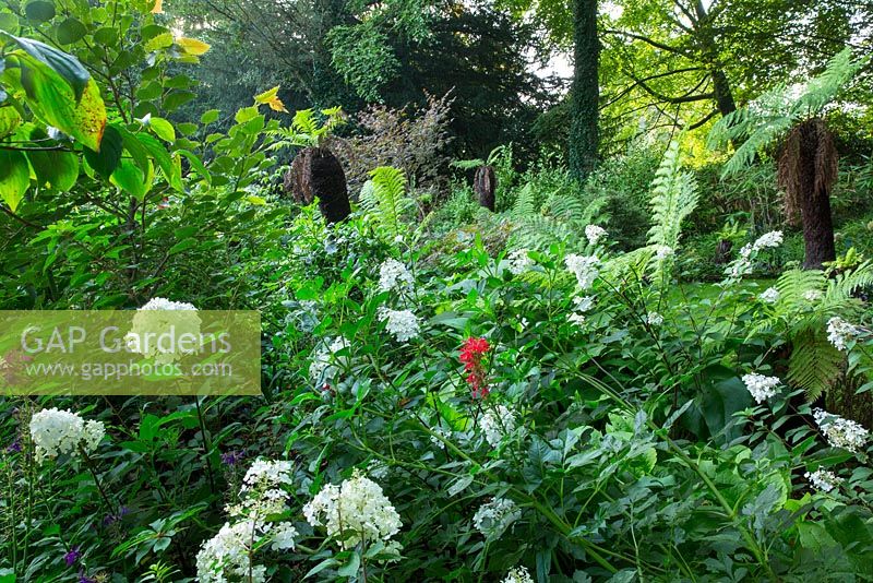 Rispenhortensien und Baumfarne im Winterbourne Garden, Highgrove, September 2013