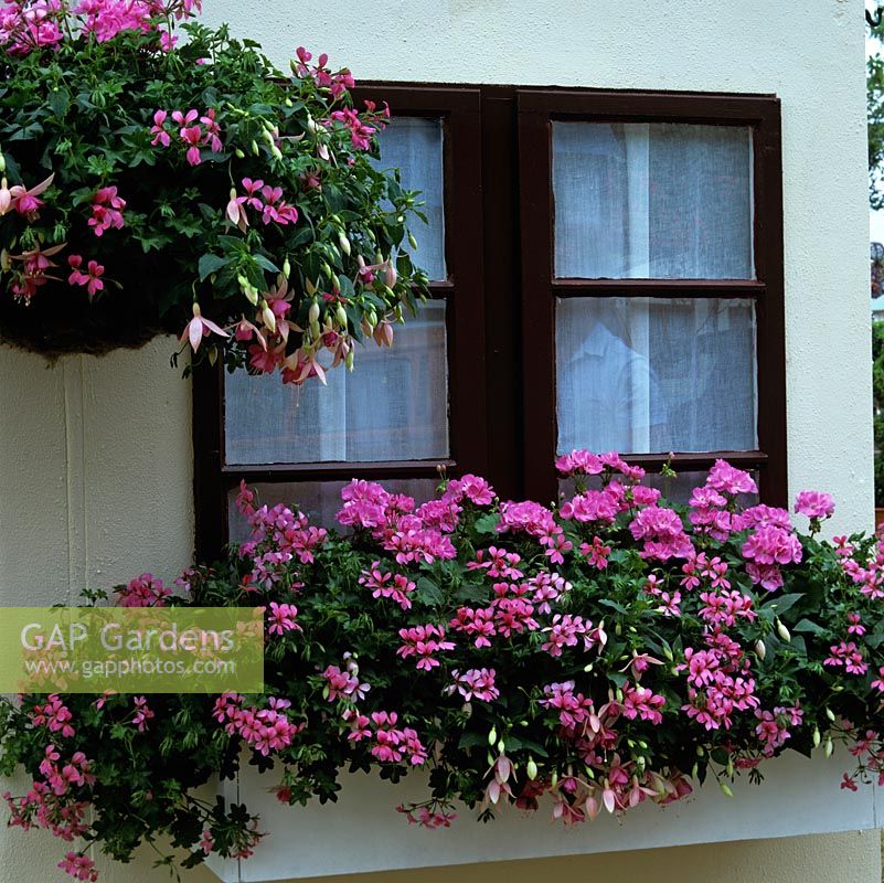 Passende pinkfarbene Fensterbox und hängender Korb aus Fuchsia Pink Panther, Efeublatt-Pelargonium-Mini-Kaskade und Pelargonium Occold Profusion.