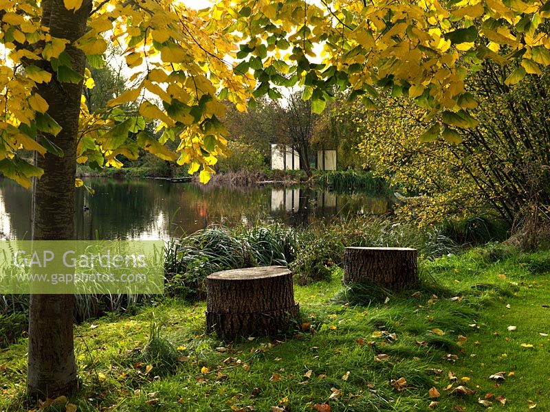 Aus Baumstümpfen gefertigte Sitze sitzen unter dem Herbstlaub eines Feldahorns.