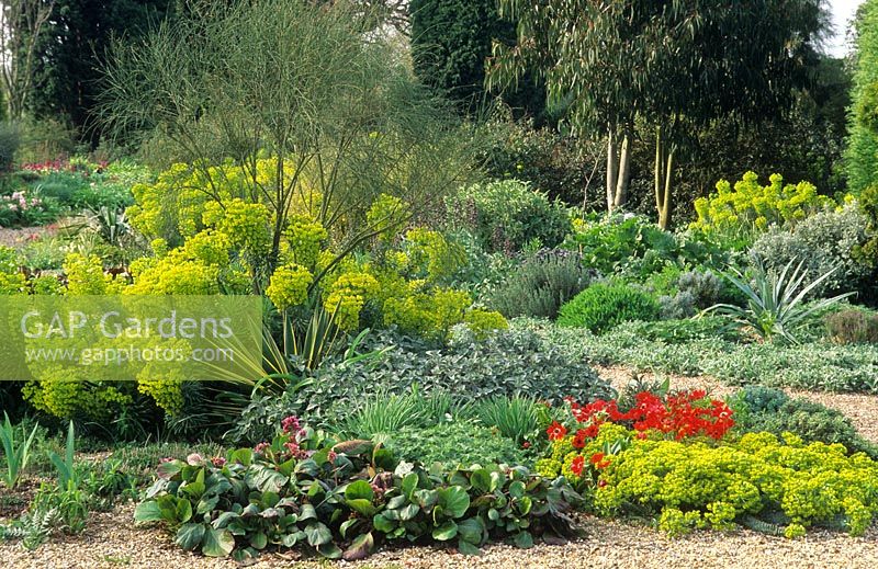 Trockener Garten mit Anemone x Fulgens, Euphorbien, Bergenia, Spartium und Yucca. Beth Chatto Gardens, April