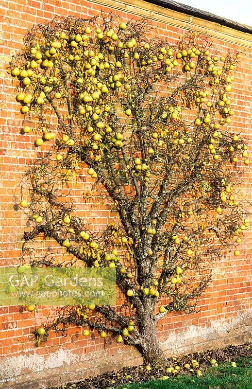 Birne 'Josephine de Malines '. Reifer Fan trainierter Baum beladen mit Obst, das gegen Mauer wächst. November.