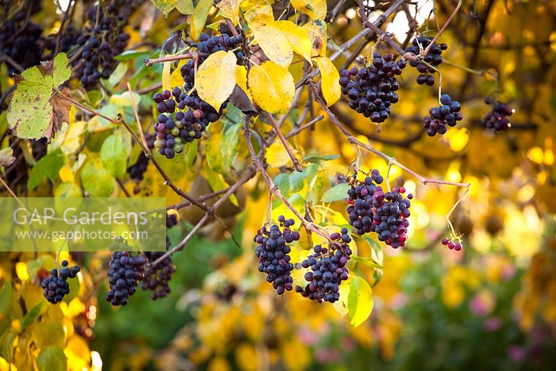 Vitis vinifera 'Incana' - Staubige Miller-Weinrebe, die über einem Birnbaum in der Herbstfarbe wächst.