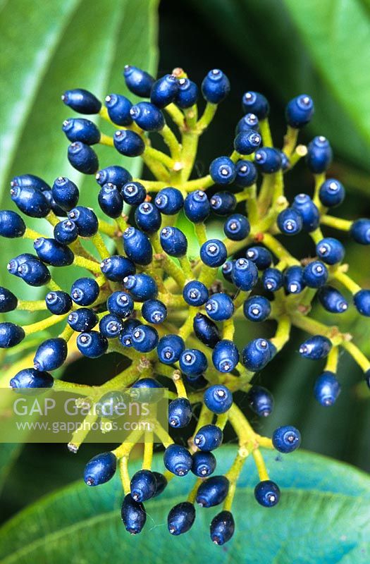 Viburnum davidii - Die blauen Beeren