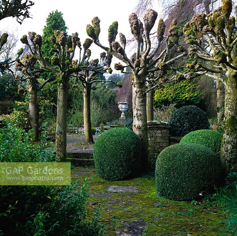 Topiary-Bälle wetteifern mit einer Allee aus Pollard-Limetten und rahmen den Blick auf die Urne im ummauerten Garten dahinter.