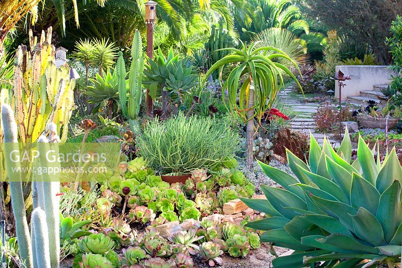 Euphorbia tirucalli und andere Sukkulenten und Kakteen in Suzy Schaefers Garten, Rancho Santa Fe, Kalifornien, USA.
