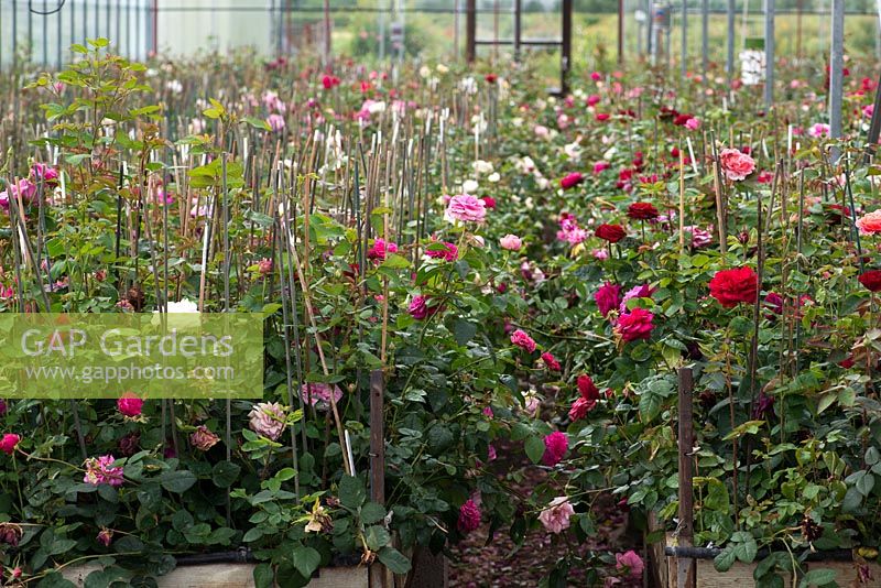David Austin Roses. Das Zuchtzentrum, in dem jedes Jahr 80.000 Rosen von Hand gekreuzt werden. Die Abstammung jedes Kreuzes wird sorgfältig aufgezeichnet und auf jeder Pflanze durch Strichcode-Etiketten angegeben.