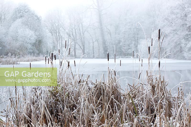 Binsen an einem zugefrorenen See in Gloucestershire an einem frostigen Wintertag. Typha latifolia