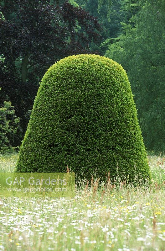 Kuppelförmiges Taxus - Eiben-Topiary auf der Wiese, Madingley Hall, Cambridge.