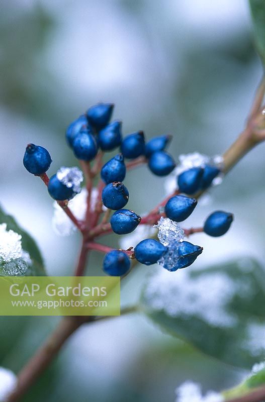 Viburnum tinus gwenllian, Nahaufnahme von blauen schwarzen Beeren mit Schnee, Dezember
