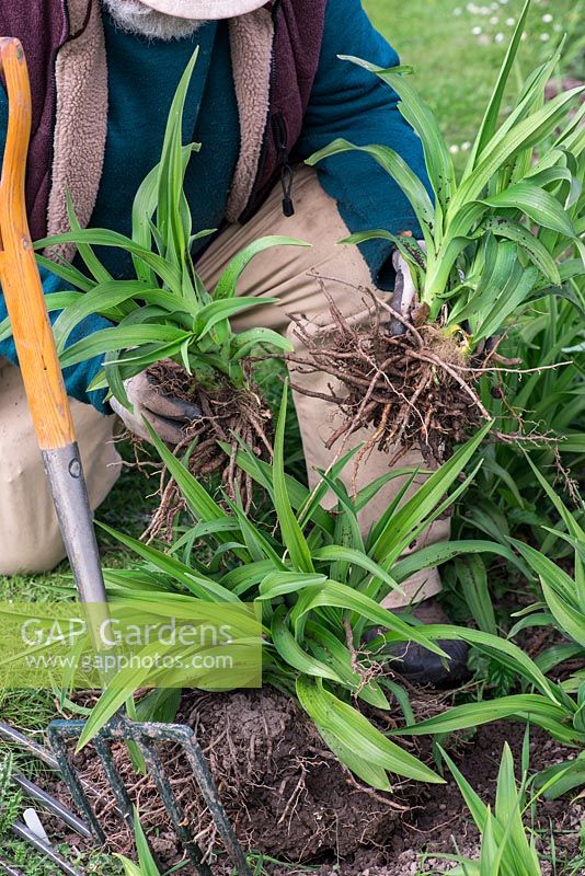 Im Frühjahr vermehrt Mark Zenick, Taglilienspezialist, Taglilien nach Teilung. Schritt 3: Zwei Abschnitte des ursprünglichen Klumpens, an denen jeweils Laub an der Rhizomwurzel befestigt ist, können neu gepflanzt werden.