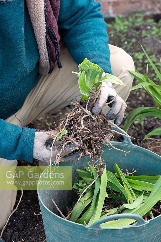 Im Frühjahr vermehrt Mark Zenick, Taglilienspezialist, Taglilien nach Teilung. Schritt 6: Ein neu geteilter Klumpen mit geschnittenem Laub und intaktem Wurzel-Rhizom kann gepflanzt werden.