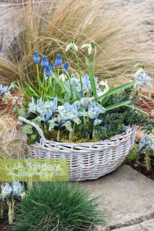 Ein Februar-Korb mit Galanthus 'Cowhouse Green', Muscari armeniacum, Lithodora diffusa 'Heavenly Blue', Iris reticulata 'Katharine Hodgkin und Efeu.
