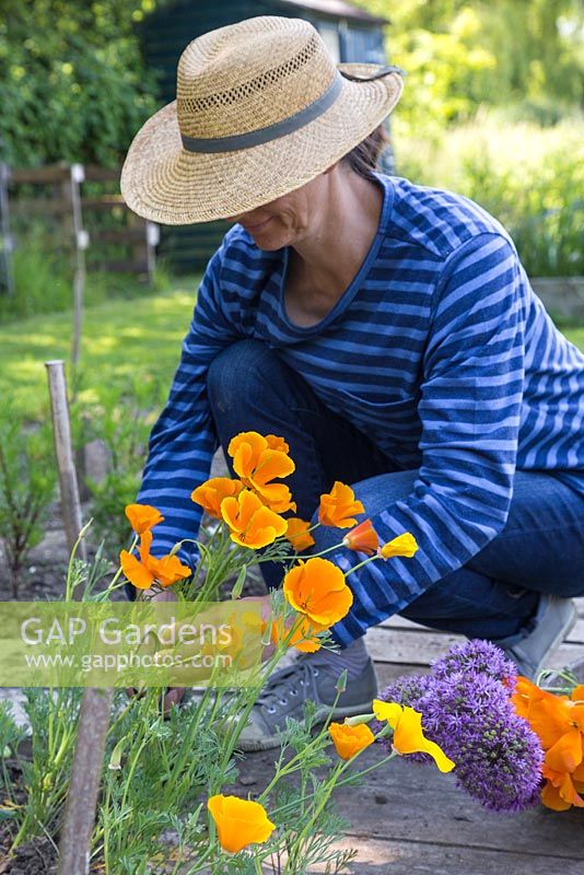 Eine Frau, die Eschscholzia californica 'Golden Values' Blumen schneidet