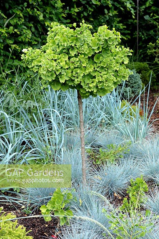 Standard Ginkgo biloba 'Mariken' unterpflanzt mit Festuca glauca 'Azurit' und Elymus arenarius 'Glaucus'