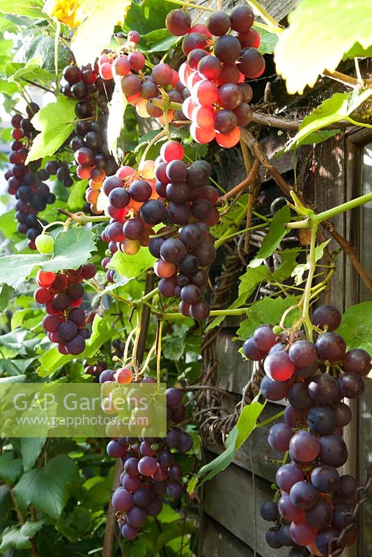 Vitis vinifera 'Boskoop Glory' - eine gute Sorte für den Anbau im Freien in Großbritannien. Obstrebe, September