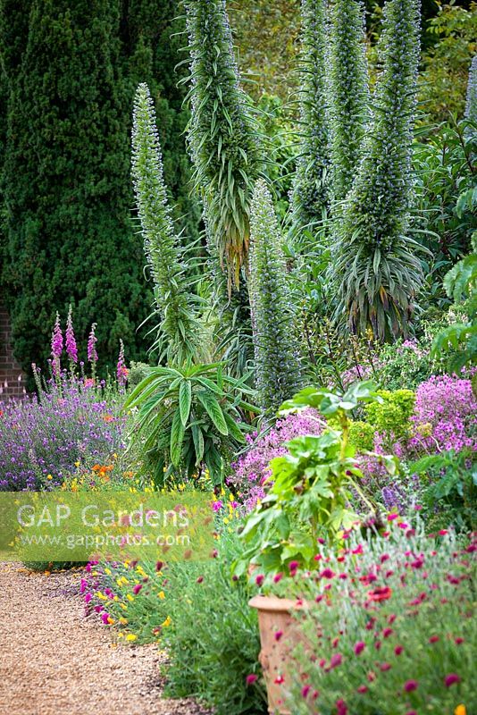 Langes exotisches Bett bei Felbrigg Hall Walled Garden in Norfolk mit Echium pininana. Juni, Sommer.