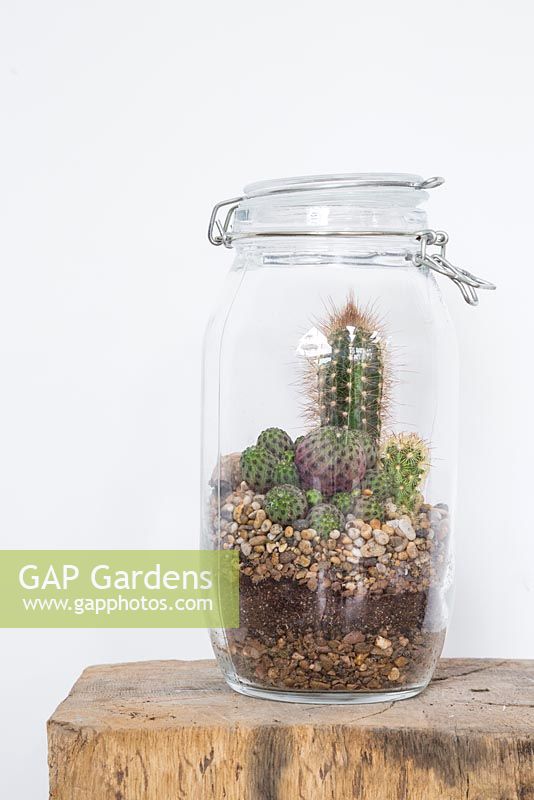 Ein Glasglas Terrarium mit einer Vielzahl von Kakteen bepflanzt
