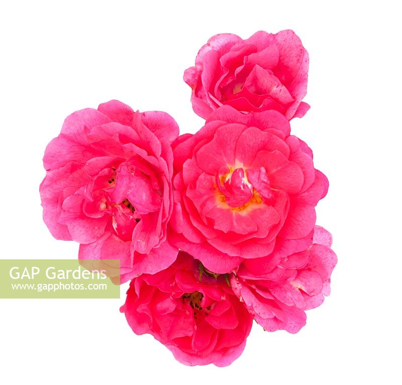 Rosa 'Blumenteppich Pink'