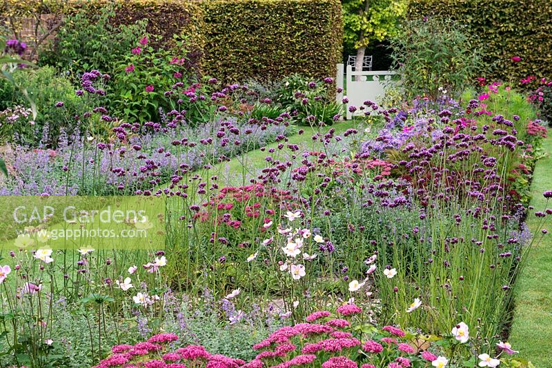 Ein Grasweg zwischen einem rosa und lila Doppelbett, das mit Verbena bonariensis, Nepeta Six Hills Giant, Salvia Bethellii, Sedum Autumn Joy, Buddleja und Cosmos Dazzler bepflanzt ist.