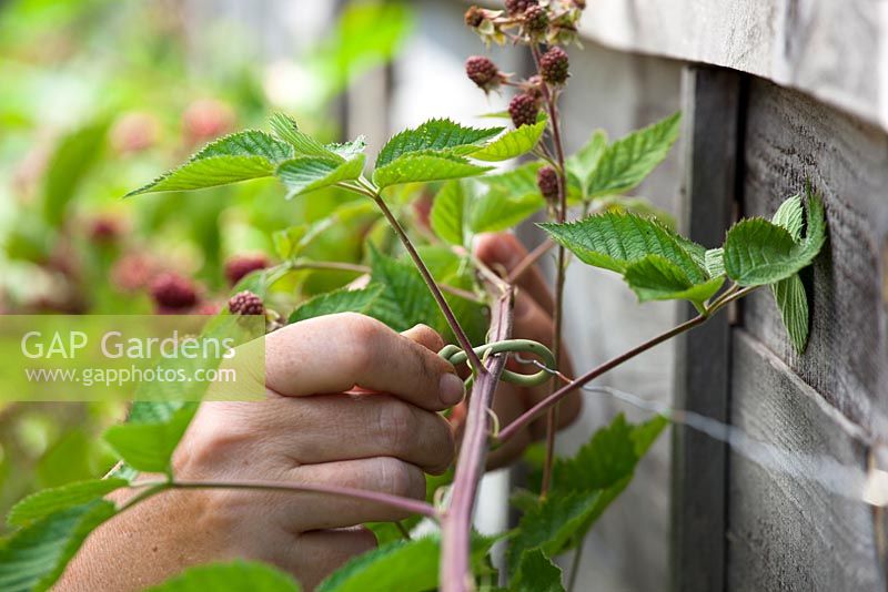 Binden in fruchttragenden Brombeerstangen mit Gartenbindungsdrehungen. Rubus