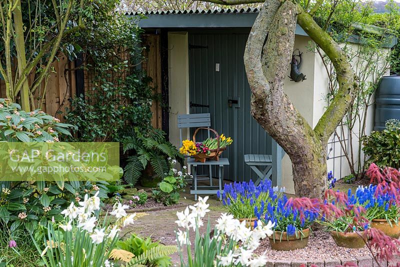 Ein bemalter Schuppen und Abstellraum hinter dem mit Narzisse und Muscari bepflanzten Frühlingstopf. Blauer Holzlattenstuhl und Tisch.