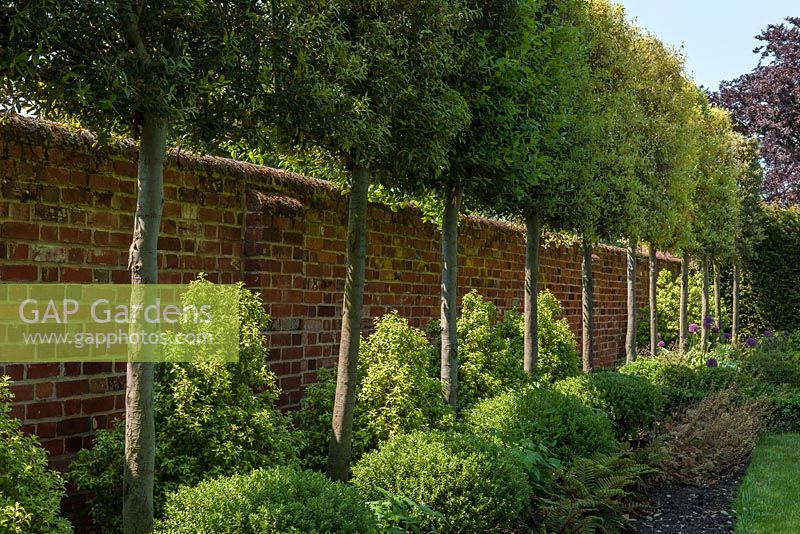 Gartenmauer mit gebleichtem Quercus Ilex