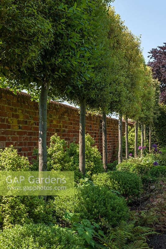 Gartenmauer mit gebleichtem Quercus Ilex