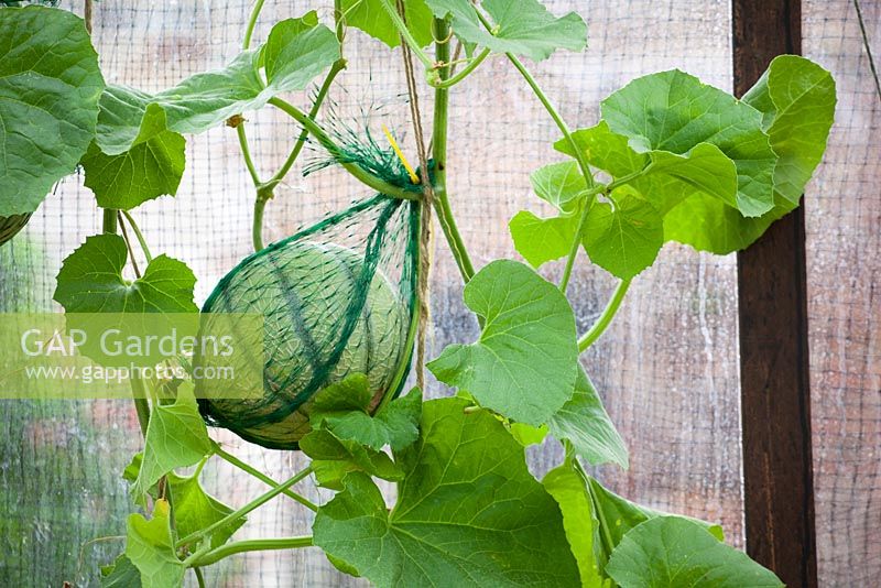 Melone im Gewächshaus mit Netz gestützt