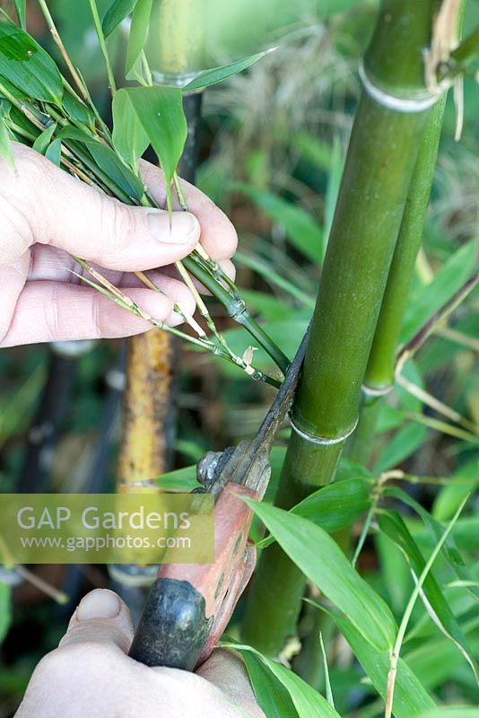 Bambusanbau - Phyllostachys nigra Black Stemmed Bamboo. Gefiederte, mickrige Seitenschüsse mit Gartenschere bis zu einer Höhe von 1 - 2 Metern
