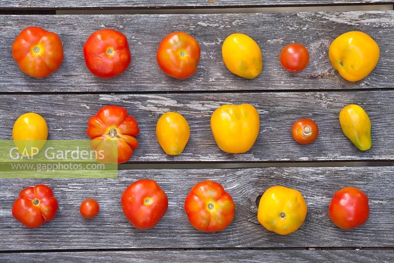 Geerntete gelbe und rote Tomaten aus eigenem Anbau.
