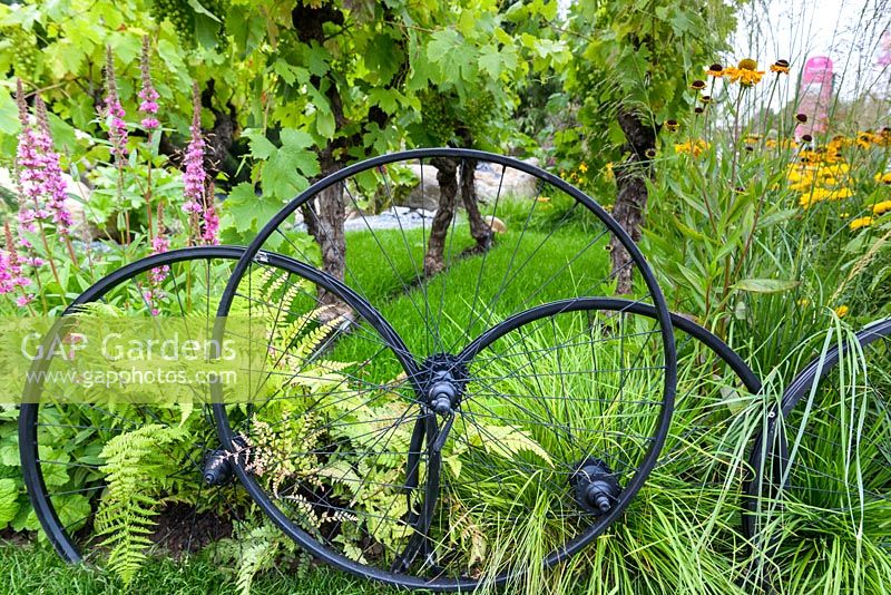 Fahrradräder als Grenzzaun. mit Vitis vinifera, Helenium 'Wyndley' und Achillea 'Apricot Delight '. Große Gärten der USA: Der Oregon Garden, RHS Hampton Court Blumenschau im Jahr 2016